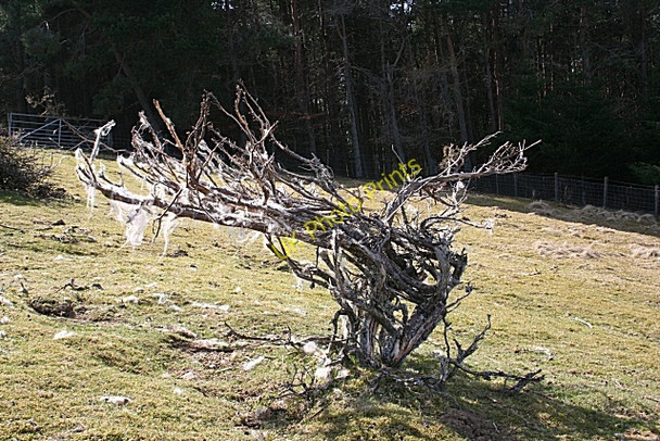 Photo 6"x4" A Wool Tree Towie\/NJ4312 c2010