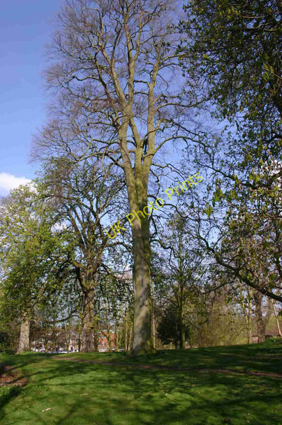 Photo 6"x4" Priory Park, Warwick Warwick c2010