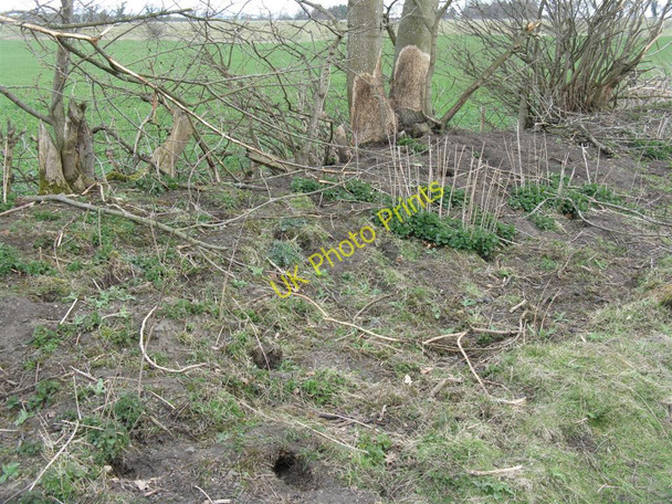 Photo 6"x4" Rabbit warren at Old Philpstoun Old Philpstoun c2010