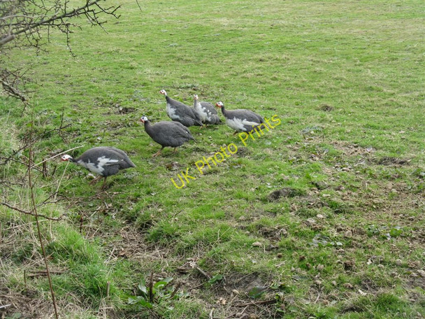 Photo 6"x4" Guinea Fowl at Old Philpstoun Old Philpstoun c2010