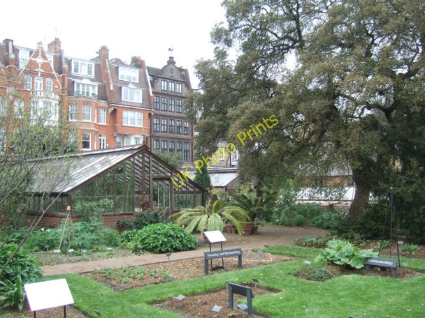 Photo 6"x4" Chelsea Physic Garden Westminster c2010
