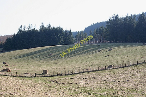 Photo 6"x4" Long Shadows Kildrummy c2010