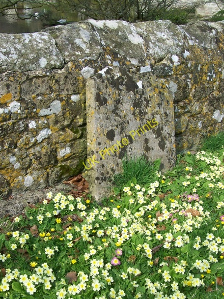 Photo 6"x4" Primroses, St James Churchyard Ansty\/ST9526 c2010