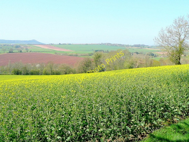Photo 6"x4" Rape crop near Aston Crews Aston Crews c2010
