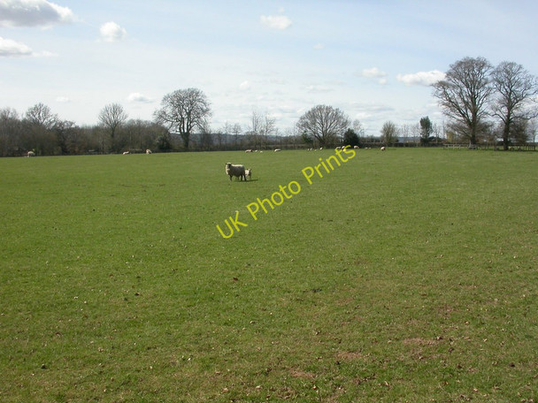 Photo 6"x4" Eaton Bishop, sheep pastures Clehonger c2010
