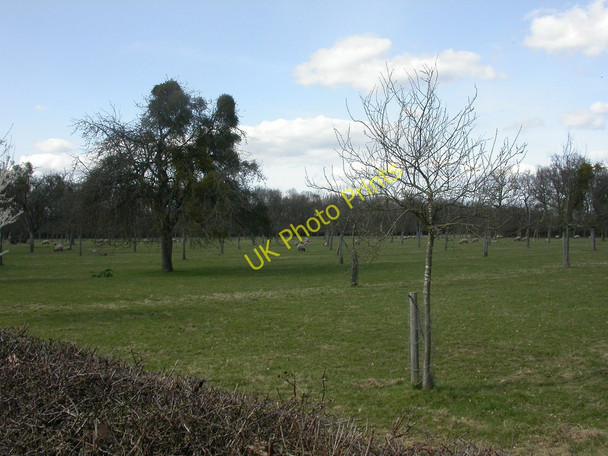 Photo 6"x4" Moccas, orchard Moccas c2010