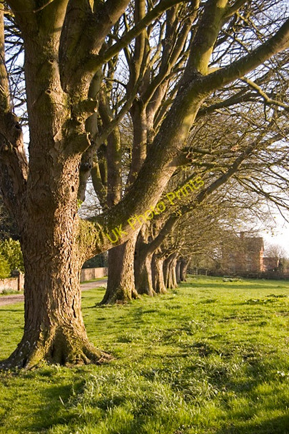 Photo 6"x4" Watton Abbey trees Beswick\/TA0148 c2010