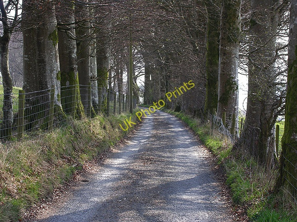 Photo 6"x4" Tree-lined road near Bwa-drain Cwmbrwyno c2010