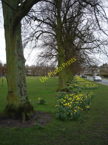 Photo 6"x4" Daffodils on Beech Grove Harrogate c2010