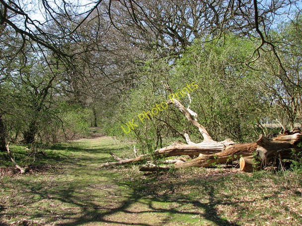 Photo 6"x4" Remains of a felled tree beside the Nar Valley Way Castle Acre c2010