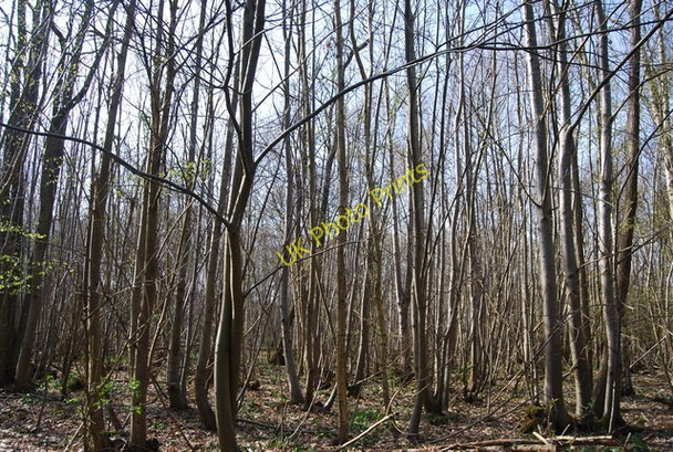 Photo 6"x4" Sprivers Wood Hazel Street\/TQ6939 c2010
