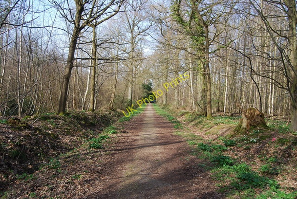 Photo 6"x4" High Weald Landscape Trail, Sprivers Wood Hazel Street\/TQ6939 c2010
