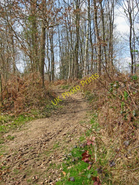 Photo 6"x4" Track in Wyre Forest Bewdley\/SO7875 c2010
