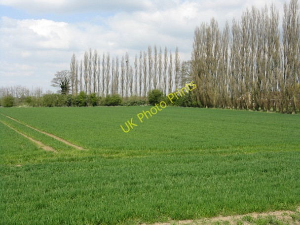 Photo 6"x4" Field at Cold Harbour Corner Tholomas Drove c2010