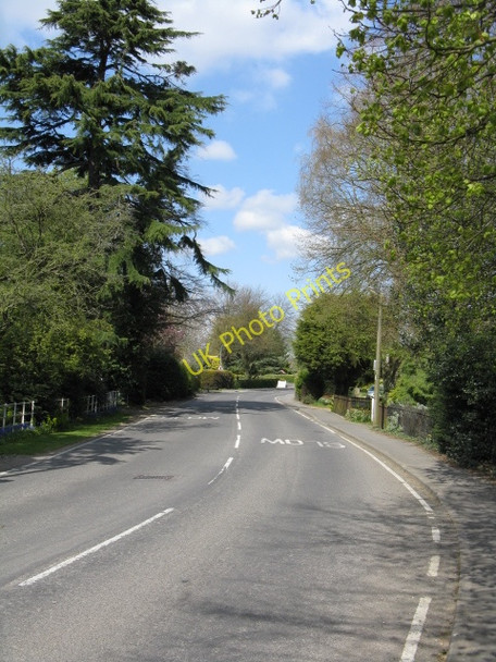 Photo 6"x4" Elm - Main Road near Halfpenny Lane Wisbech c2010