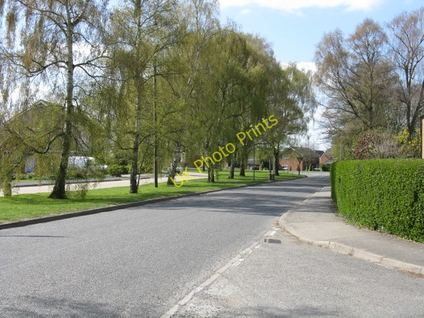 Photo 6"x4" Elm - Gosmoor Lane, looking west Elm c2010