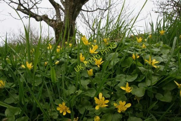 Photo 6"x4" Lesser Celandine (Ranunculus ficaria), Halligarth, Baltasound Baltasound c2010