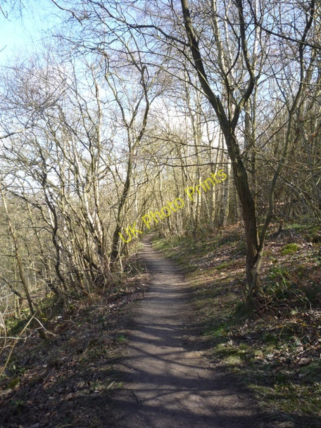 Photo 6"x4" Path through Birk Crag Harlow Carr c2010