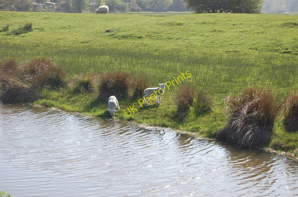 Photo 6"x4" Lambs by Royal Military Canal Cliff End\/TQ8813 c2010