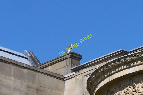 Photo 6"x4" Bird in the park, Weston Park, Western Bank, Sheffield Sheffield\/SK3587 c2010