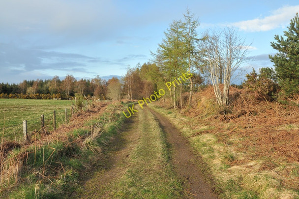Photo 6"x4" Track into Culloden Forest Cantraywood c2010
