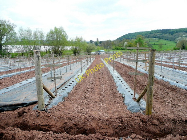 Photo 6"x4" Preparations for a raspberry crop Kingstone\/SO6324 c2010