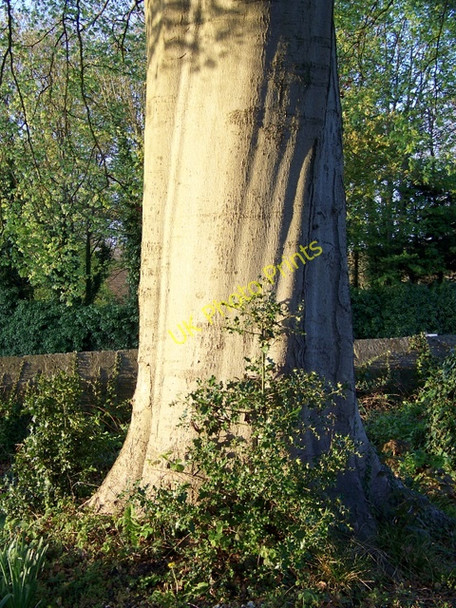 Photo 6"x4" Beech tree, St Peter's Churchyard Wilton\/SU0931 c2010