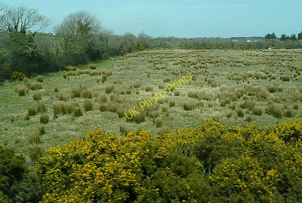 Photo 6"x4" Grazing at Tomcool Glynn\/S9625 c2010