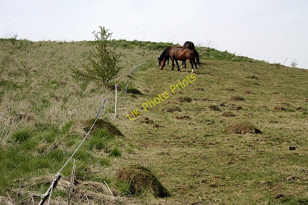 Photo 6"x4" Horses grazing Hardwick Green c2010