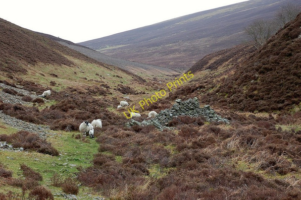 Photo 6"x4" The Scrape Burn, looking east Bellspool c2010