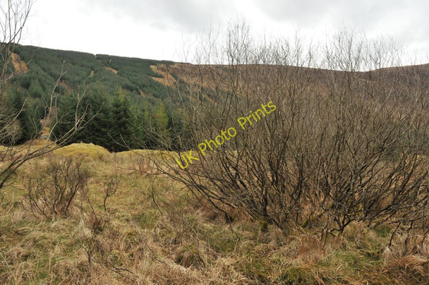 Photo 6"x4" Marshy ground and forestry in Glen Orchy Catnish c2010