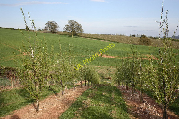 Photo 6"x4" Damson orchard Old Gore c2010