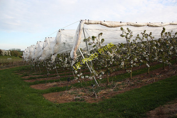 Photo 6"x4" Cherry orchard under protection Old Gore c2010