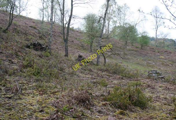 Photo 6"x4" Heathland regeneration at Cuckoo Rock Valley Bickerton\/SJ5052 c2010