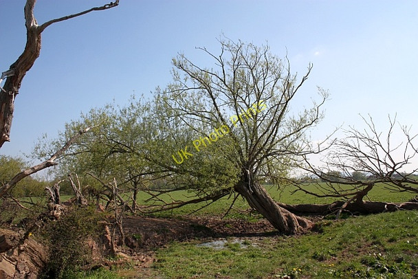 Photo 6"x4" The haunted, frightened trees Holdfast\/SO8537 c2010