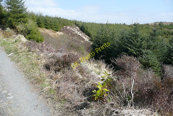 Photo 6"x4" In Knockalassa forest Connolly c2010