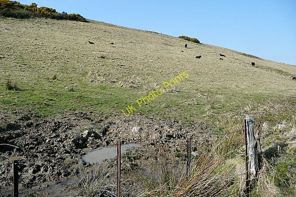 Photo 6"x4" Cattle at Megherabaun Connolly c2010