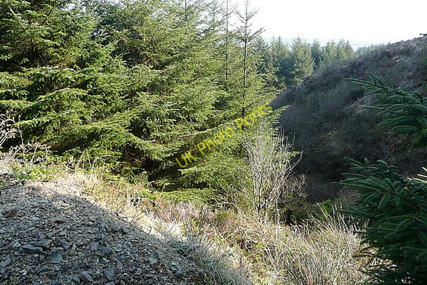 Photo 6"x4" Somewhere in the forest Connolly c2010 P1