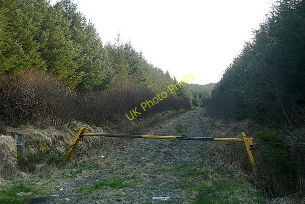 Photo 6"x4" Forest entrance at Slievealoughaun Connolly c2010