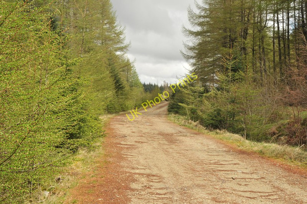 Photo 6"x4" Forest road in Leanachan Forest Aonachan c2010