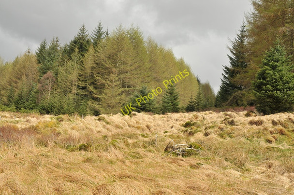 Photo 6"x4" Firebreak in Leanachan Forest Aonachan c2010