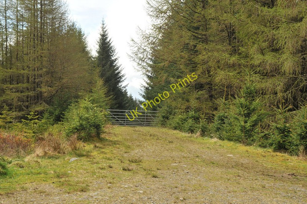 Photo 6"x4" Overgrown forest road in Leanachan Forest Aonachan c2010