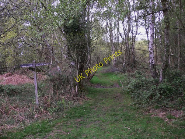 Photo 6"x4" Bridleway near Colhook Farm Ebernoe c2010
