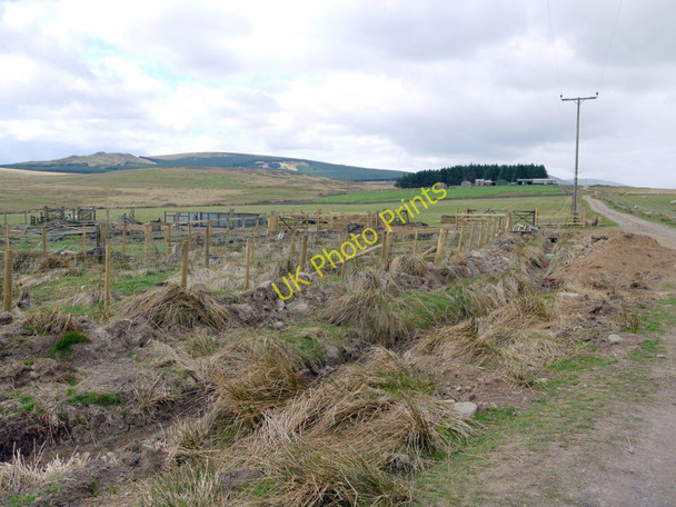 Photo 6"x4" Sheep pens east of The Dod Ilderton c2010