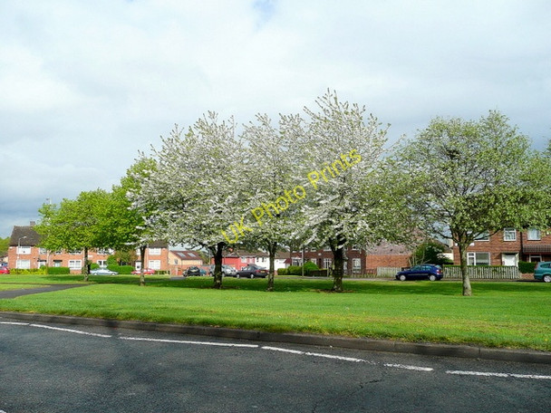 Photo 6"x4" Spring blossom at New Parks New Parks\/SK5505 c2010