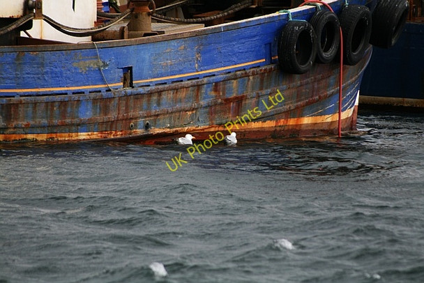 Photo 6"x4" Gulls in Carradale Harbour Carradale c2008