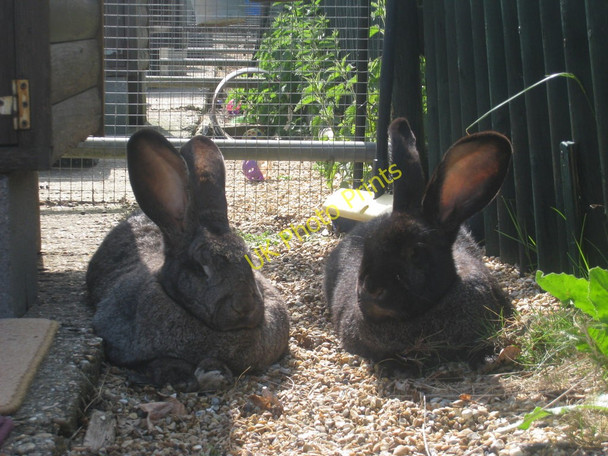 Photo 6"x4" Giant Rabbits  Broyle Side c2010