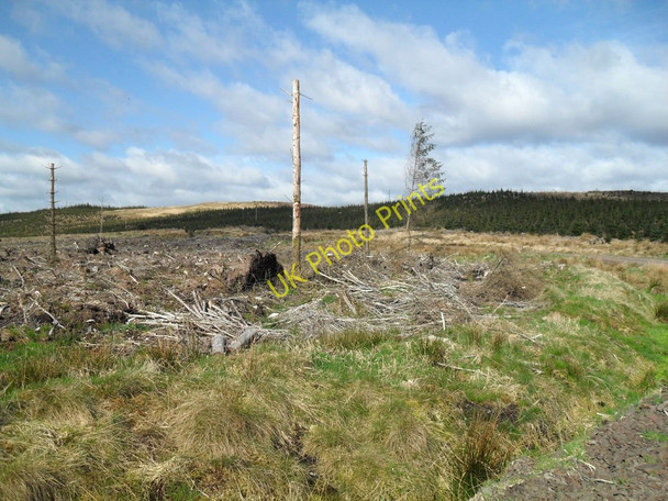 Photo 6"x4" In Watcarrick Forest Old Johnstone c2010
