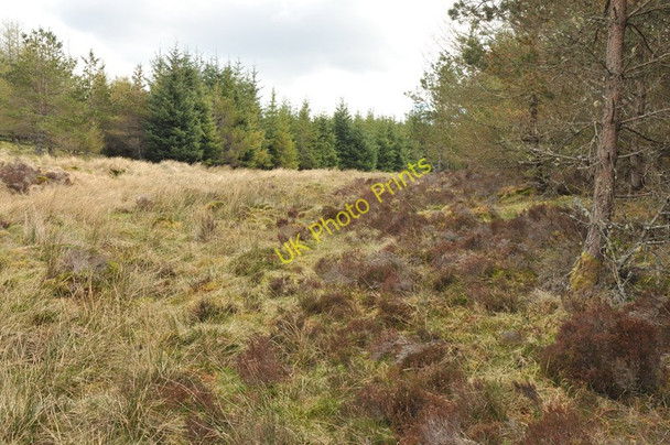Photo 6"x4" Stream near the edge of the forest Meall M\u00f2r\/NH6596 c2010