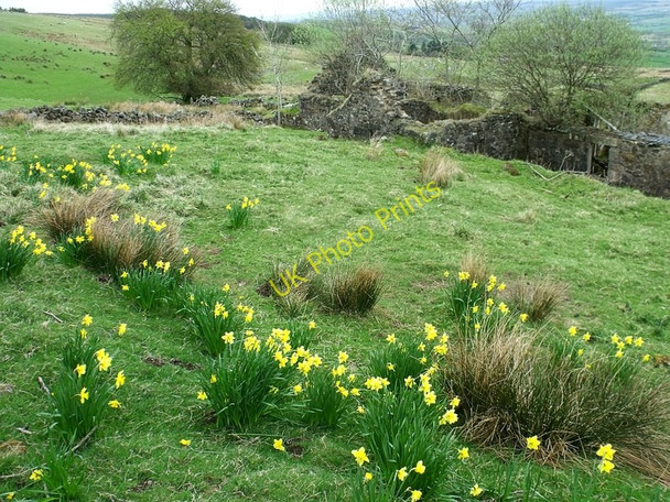 Photo 6"x4" Spring flowers at Drumnessie Kilsyth c2010
